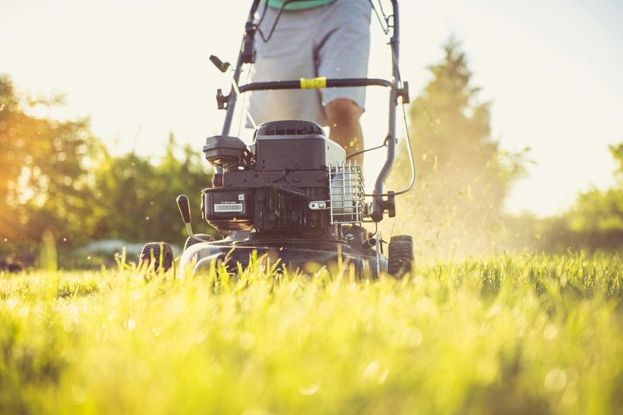 Hedge being trimmed